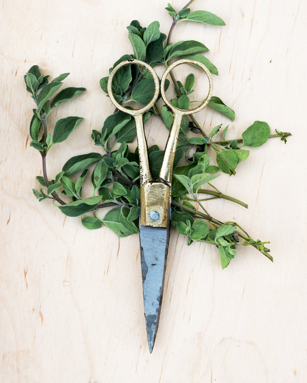 Brass Handle Scissors: Small